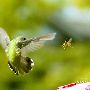 Burung Kolibri vs Tawon - Super Lambat 2873 fps!