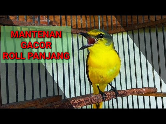 BURUNG MANTENAN GACOR ROLL PANJANG TERBAIK UNTUK MASTERAN class=