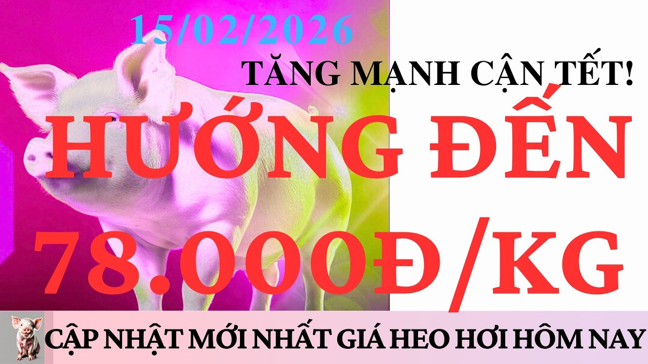 Giá Heo Hơi 15/2/2026: TĂNG MẠNH CẬN TẾT, HƯỚNG ĐẾN 78.000 ĐỒNG/KG
