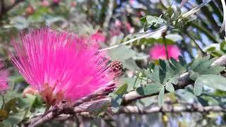 calliandra  haematocephla flowering plant