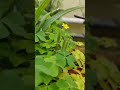 شبدرترشک در صورت لمس شدن بالستیکی میشه و تا فاصله چهار متری خودش دانه پرتاب میکنه شبدرترشک در صورت لمس شدن بالستیکی میشه و تا فاصله چهار متری خودش دانه پرتاب میکنه