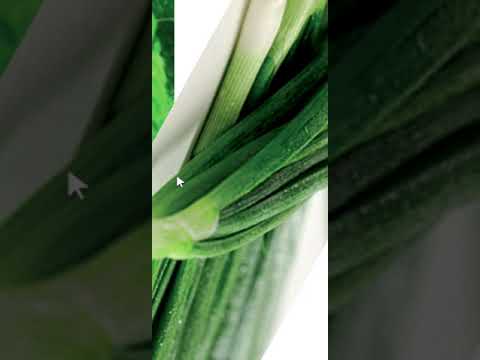 الجهاز الاعاشي للنبات الورقة