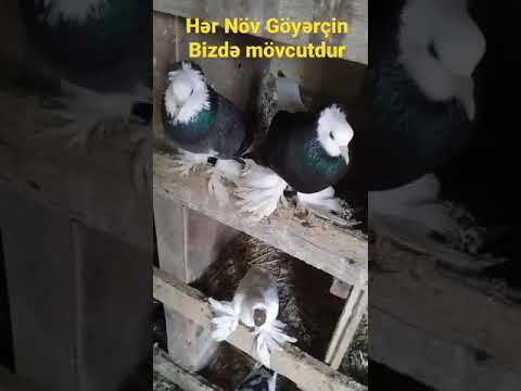 Video: Göyərçinlər Haqqında Xalq əlamətləri Və Xurafatlar