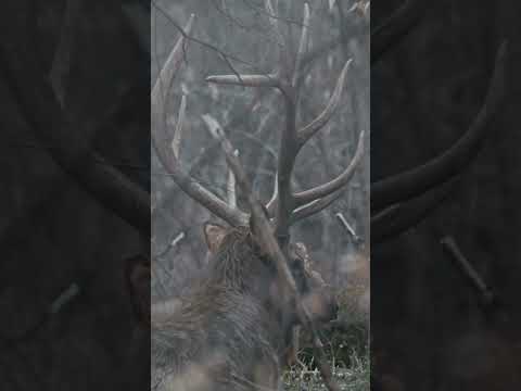 Bull elk shedding for next years growth! # elk