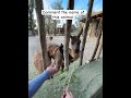 Comment the name of this animal #fypシ゚viral #funnyanimals #lovemychannel #funnypets #funniestvideo