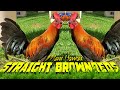 🇺🇸 Nice Birds ☑️ PURE BROWNRED ROUNDHEAD KELSO DINK SWEATER | JORGE FARM HAWAII