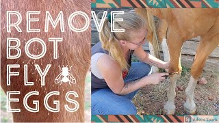 Bot Fly Eggs & How To Remove Them Easily