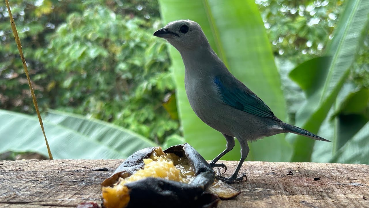 Cánticos alados. Una maravilla 