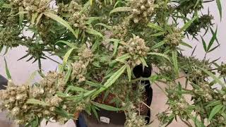 Santica Gardens-Season 1 HARVEST & NEW RECRUITS