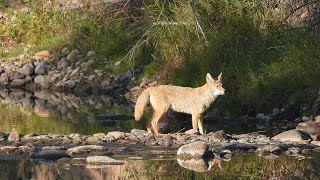 A Day Hike In The Whitemud Creek Valley, Alberta, Canada