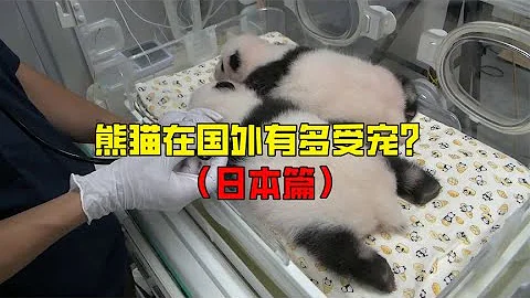 旅居国外的大熊猫近况如何？在日本，大熊猫简直就是神级存在 - 天天要闻
