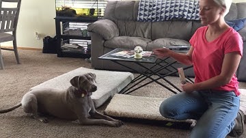 Training Tucker to Stop Resource Guarding Using Counterconditioning