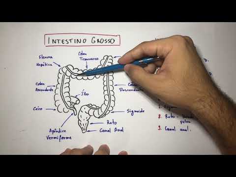 Vídeo: Cólon Descendente Anatomia, Diagrama E Função - Mapas Do Corpo