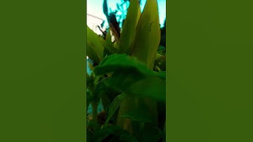 #عبدالرحمن_مسعد #قران_كريم #اكسبلور #اسلام_صبحي #تلاوة #تصويري #تيك_توك #nature #1million