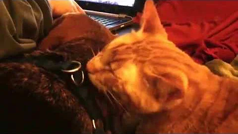 Merle loves Nabs