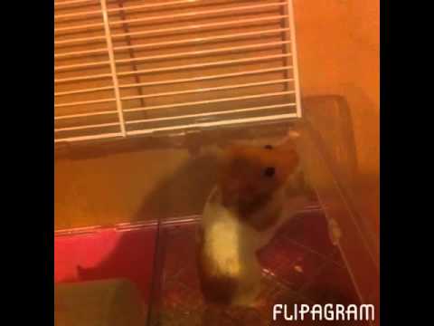 master hamster cat ninja master hamster cat ninja