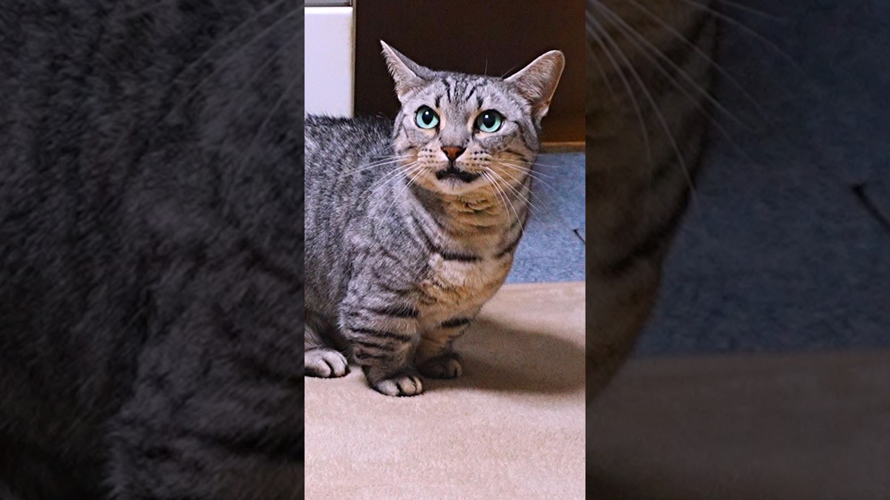 ルナはよく鳴く猫　#マンチカン #ジェネッタ #短足
