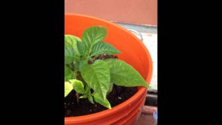 Tips On Growing Superhot Chili Peppers Bhut Jolokia Ghost Pepper