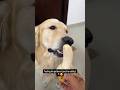 Give this dog an Oscar for 'Best Performance in a Starving Role 🏆😂 #goldenretriever #iamgroot