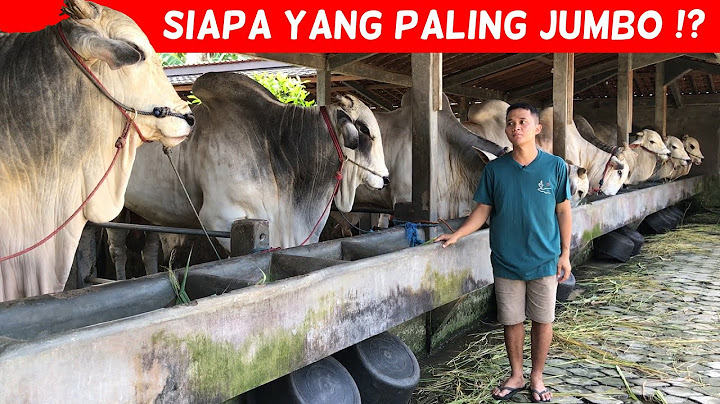 5 SAPI TERBESAR DI KANDANG SETIA FARM - Sapi PO / Sapi Lokal / Peranakan Ongole