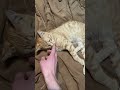 Button #shorts #reels #cats #cute #fyp