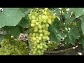 Сорта винограда 2020. Гелиодор - крупногроздый красавец