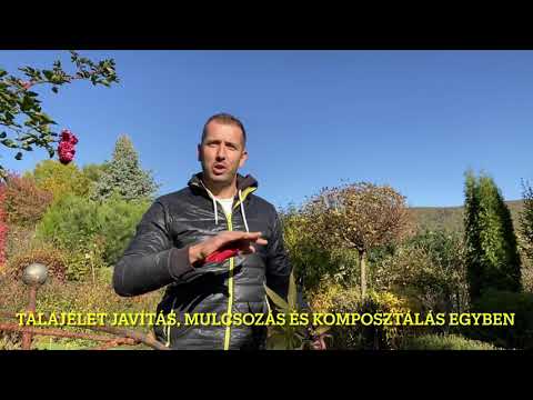 Videó: A Híres Pelargonium. Növekvő