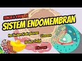 Fungsi &amp; Struktur Retikulum Endoplasma, Badan Golgi, Lisosom, dan Ribosom | Pembelajaran Daring