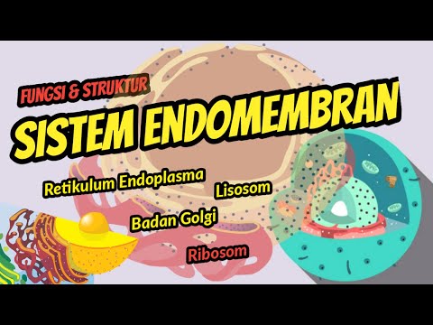 Fungsi & Struktur Retikulum Endoplasma, Badan Golgi, Lisosom, dan Ribosom | Pembelajaran Daring