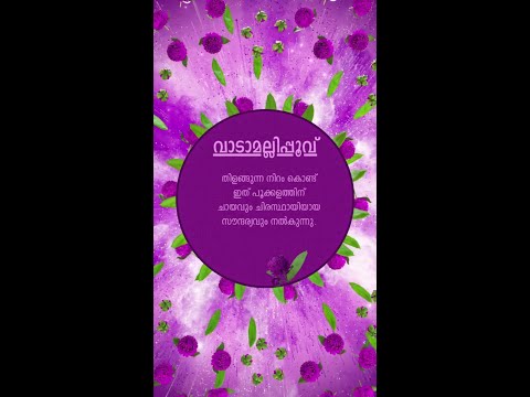 #ColourOnam പൂക്കളത്തിന് ചായവും ചിരസ്ഥായിയായ സൗന്ദര്യവും നൽകുന്ന വാടാമല്ലിപ്പൂവ്
