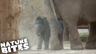 Baby Elephant Mourns His Sister Nature Bites