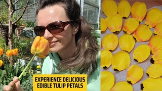 Delicious & Edible Tulip Petals by Wild Food and Happy Soul 34 views 4 weeks ago 4 minutes, 12 seconds