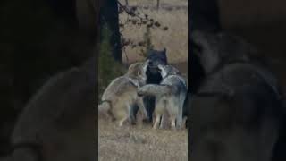 Alpha wolf summons the pack