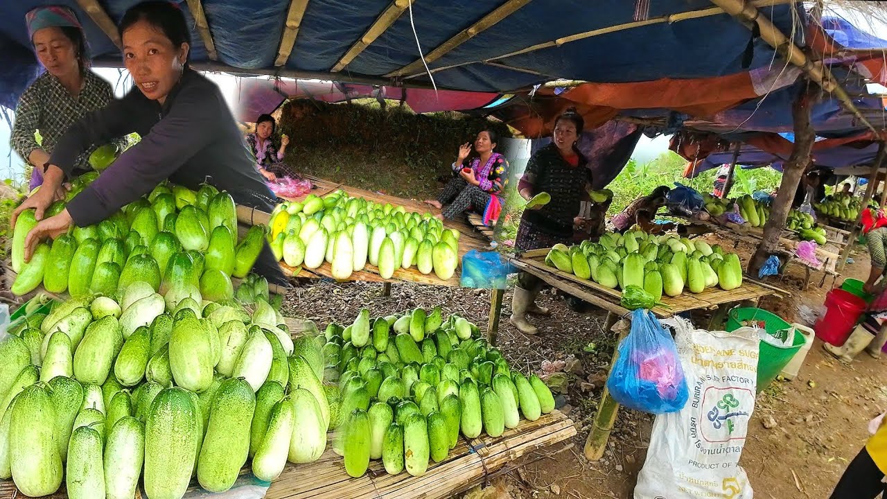 LUB NEEJ HMOOB KHWV NYOB TOJ SIAB 2025