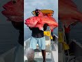ruby snapper fishing #fishing #fishingvideo #viral #shorts