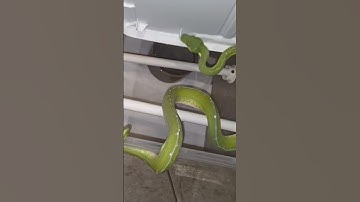 Proven Female Lereh Green Tree Python. Going into a fresh enclosure.