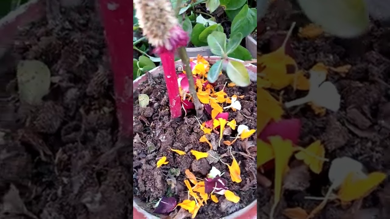 organic fresh petals fertilizer/ compost for plants.full