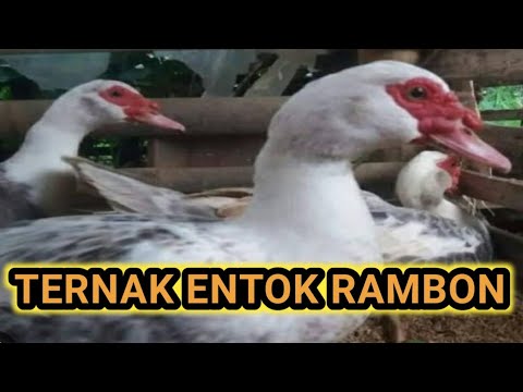 TERNAK MENTOK RAMBON - YouTube