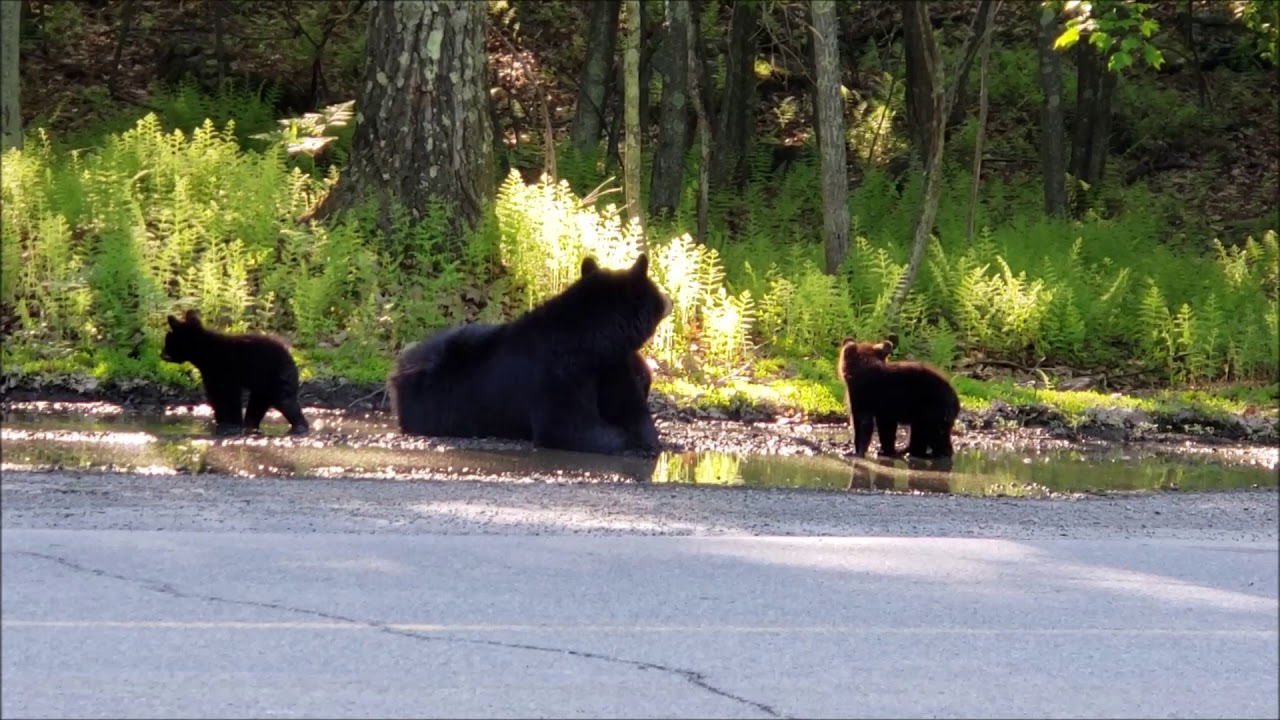 Momma bear and three cubs - YouTube