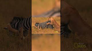 lions how save them mission animal rescue nat geo kids