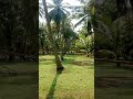 Village vayal #village #farm #coconut #nature #feel #subscribe #views