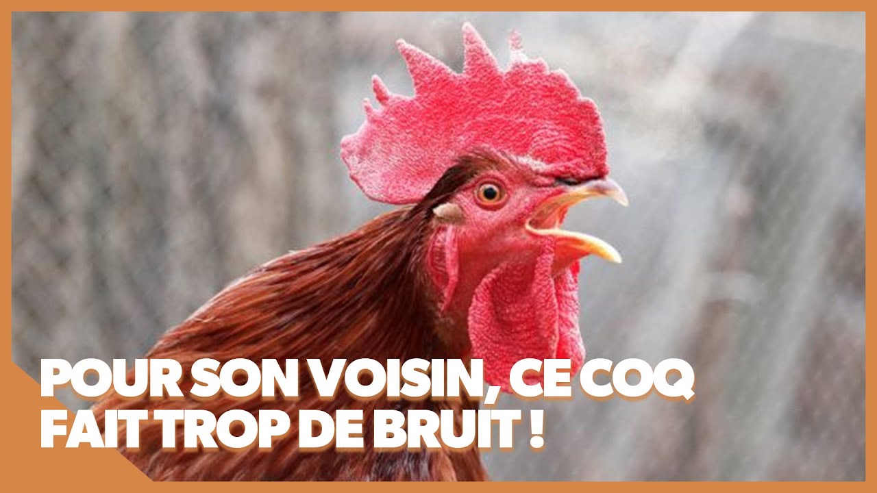 Un coq qui chante : pour son voisin, il fait trop de bruit ! - YouTube