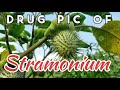 Drug picture of stramonium