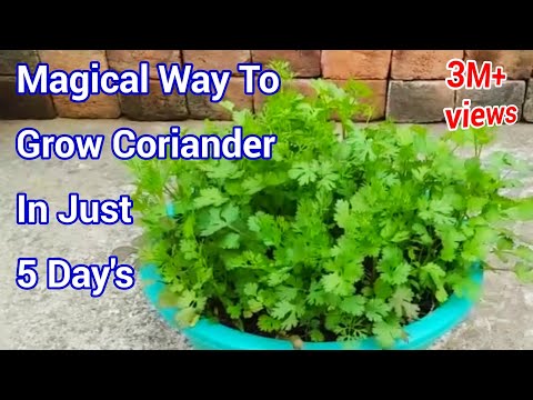 Magical way to Grow Coriander In just 5 Days / How to grow Coriander at home / Cilantro grow at