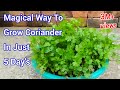 Magical way to Grow Coriander at Home In just few Day's at Home /How to grow Coriander at home