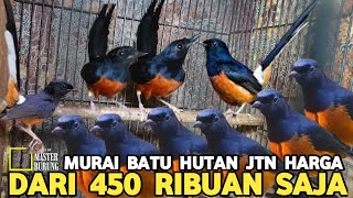 Download Lagu SUDAH SEMURAH INI HARGA MURAI BATU JTN HUTAN DARI 450 RIBUAN DI PASAR BURUNG PRAMUKA MP3 Download Lagu SUDAH SEMURAH INI HARGA MURAI BATU JTN HUTAN DARI 450 RIBUAN DI PASAR BURUNG PRAMUKA MP3