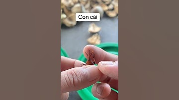 Phân biệt đuông dừa đực cái