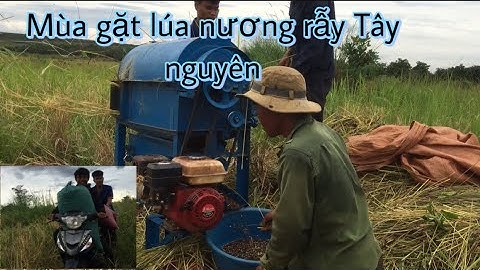 Mùa gặt lúa nương rẫy đồng bào jrai Tây nguyên#cuocsongtaynguyen 