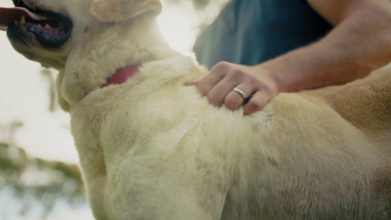 Think! Road Safety - There’s a lot riding on it (2019) Dog - 6 sec