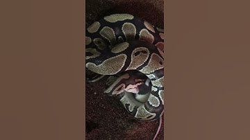 Ball python feeding time lapse